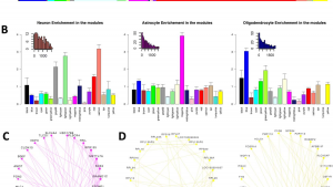 Networks of Neuronal Genes Affected by Common and Rare